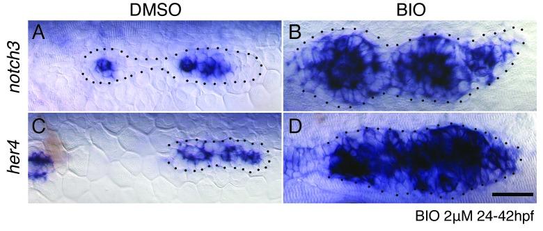 https://cdn.ncbi.nlm.nih.gov/pmc/blobs/9efa/5235355/cd940207b6cf/elife-21049-fig8-figsupp1.jpg