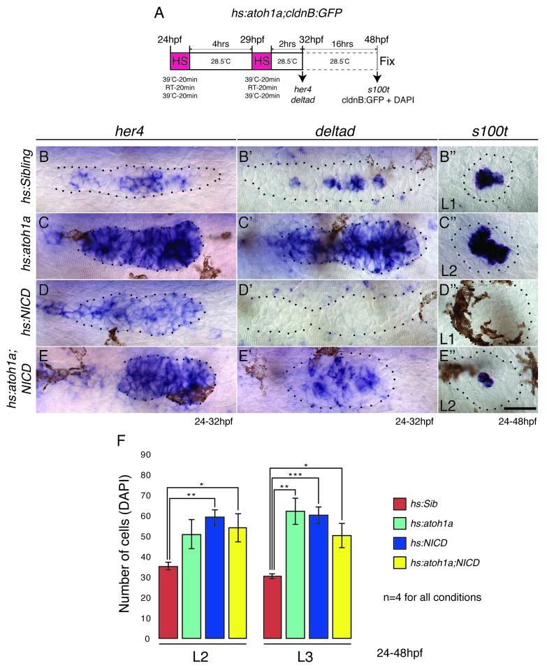 https://cdn.ncbi.nlm.nih.gov/pmc/blobs/9efa/5235355/d4a31507f688/elife-21049-fig4-figsupp1.jpg