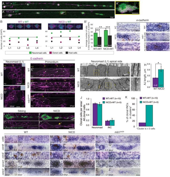 https://cdn.ncbi.nlm.nih.gov/pmc/blobs/9efa/5235355/df99915120ae/elife-21049-fig7.jpg