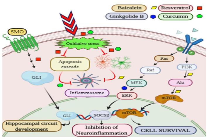 https://cdn.ncbi.nlm.nih.gov/pmc/blobs/9efb/7459826/8733c9cf2160/biomedicines-08-00284-g006.jpg