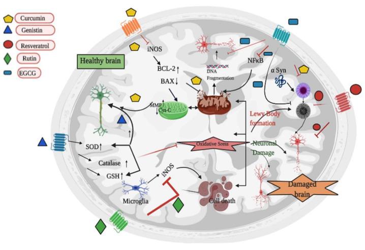 https://cdn.ncbi.nlm.nih.gov/pmc/blobs/9efb/7459826/b00d76f210c5/biomedicines-08-00284-g004.jpg