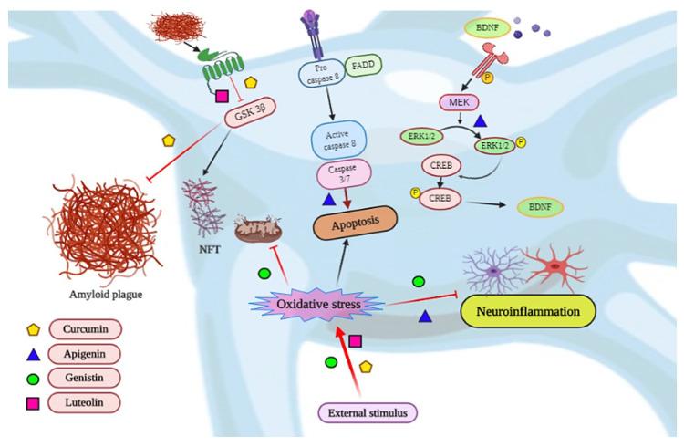 https://cdn.ncbi.nlm.nih.gov/pmc/blobs/9efb/7459826/e1a319249ff8/biomedicines-08-00284-g003.jpg