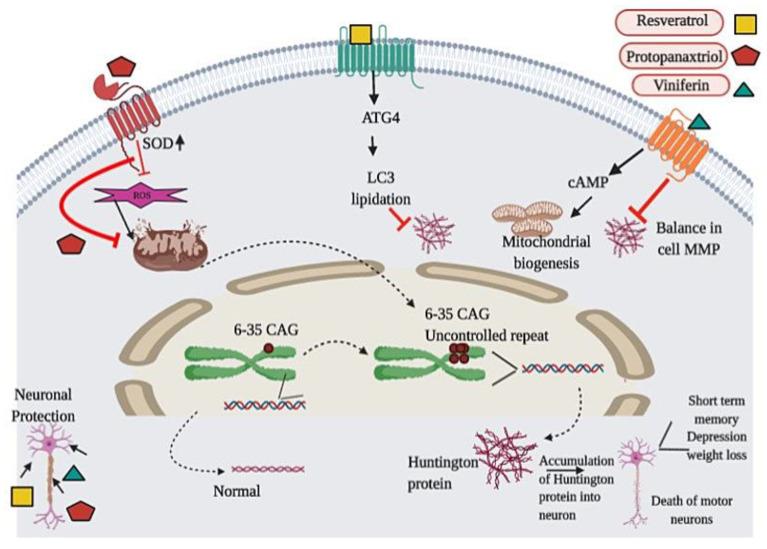 https://cdn.ncbi.nlm.nih.gov/pmc/blobs/9efb/7459826/e8688f9410c0/biomedicines-08-00284-g005.jpg