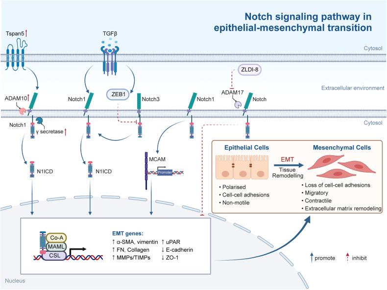 https://cdn.ncbi.nlm.nih.gov/pmc/blobs/9efe/11128457/3fcf14930c75/41392_2024_1828_Fig3_HTML.jpg