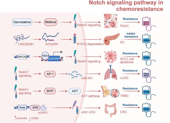 https://cdn.ncbi.nlm.nih.gov/pmc/blobs/9efe/11128457/4b1b1aeb5114/41392_2024_1828_Fig8_HTML.jpg