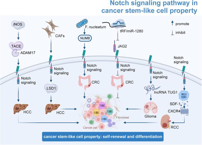 https://cdn.ncbi.nlm.nih.gov/pmc/blobs/9efe/11128457/54c6fe761cb4/41392_2024_1828_Fig5_HTML.jpg