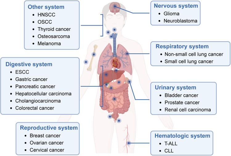 https://cdn.ncbi.nlm.nih.gov/pmc/blobs/9efe/11128457/9ca2127acad0/41392_2024_1828_Fig2_HTML.jpg