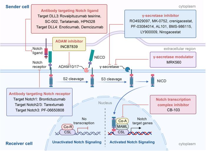 https://cdn.ncbi.nlm.nih.gov/pmc/blobs/9efe/11128457/c869b489bfc9/41392_2024_1828_Fig10_HTML.jpg