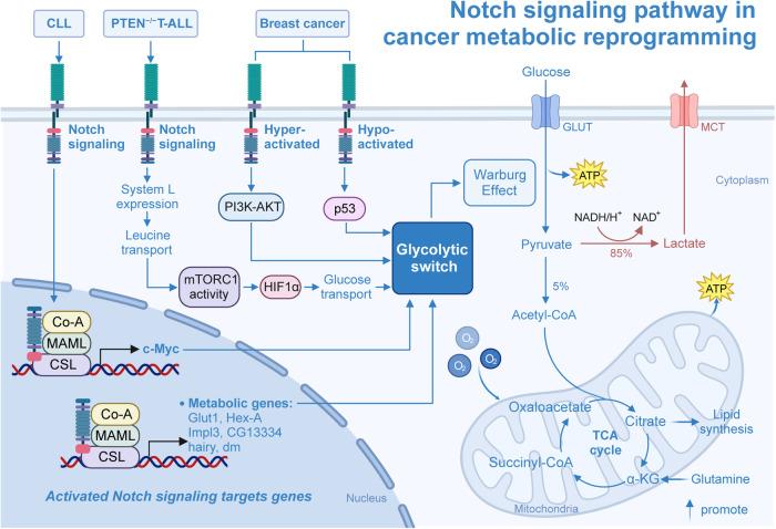 https://cdn.ncbi.nlm.nih.gov/pmc/blobs/9efe/11128457/d8c91a2c96e7/41392_2024_1828_Fig6_HTML.jpg