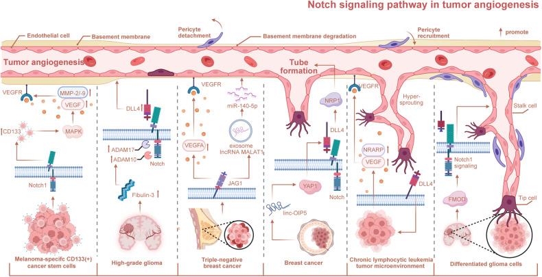 https://cdn.ncbi.nlm.nih.gov/pmc/blobs/9efe/11128457/efbe6b4f63bc/41392_2024_1828_Fig4_HTML.jpg