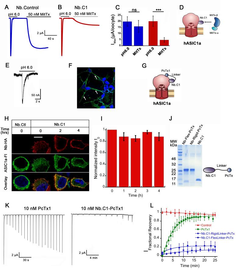 https://cdn.ncbi.nlm.nih.gov/pmc/blobs/9f01/8318589/aca8b825da74/elife-67115-fig5.jpg