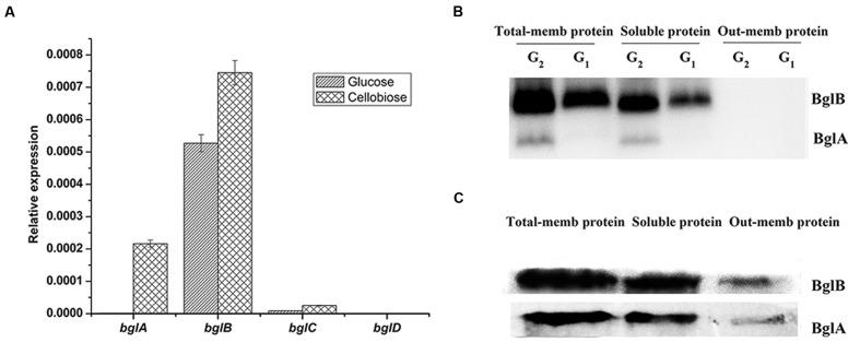 https://cdn.ncbi.nlm.nih.gov/pmc/blobs/9f02/5288383/2fe4c26e739d/fmicb-08-00140-g001.jpg
