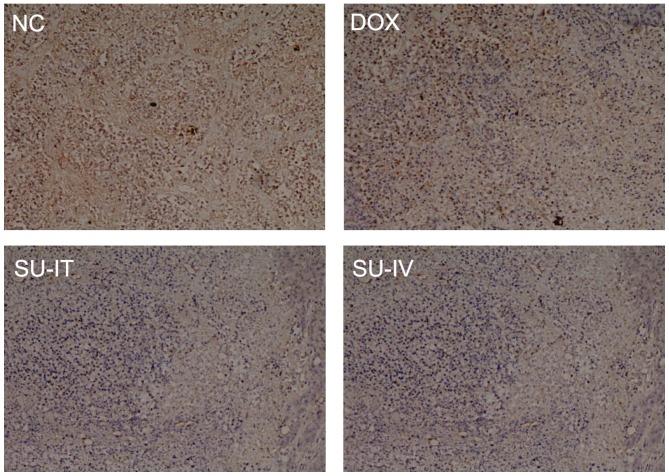 https://cdn.ncbi.nlm.nih.gov/pmc/blobs/9f02/5530177/4a88efe04c28/ol-14-02-2001-g03.jpg