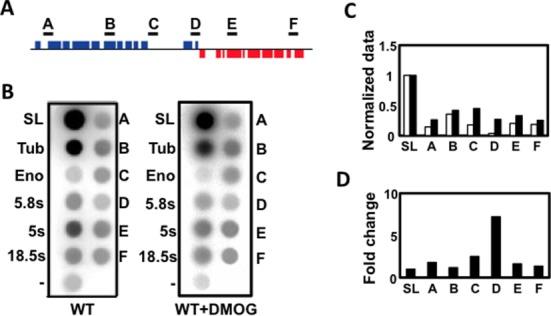 https://cdn.ncbi.nlm.nih.gov/pmc/blobs/9f07/4150806/bae5115500c6/gku714fig6.jpg