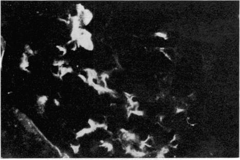 https://cdn.ncbi.nlm.nih.gov/pmc/blobs/9f0a/1423171/3d3808386ec7/immunology00327-0170-b.jpg