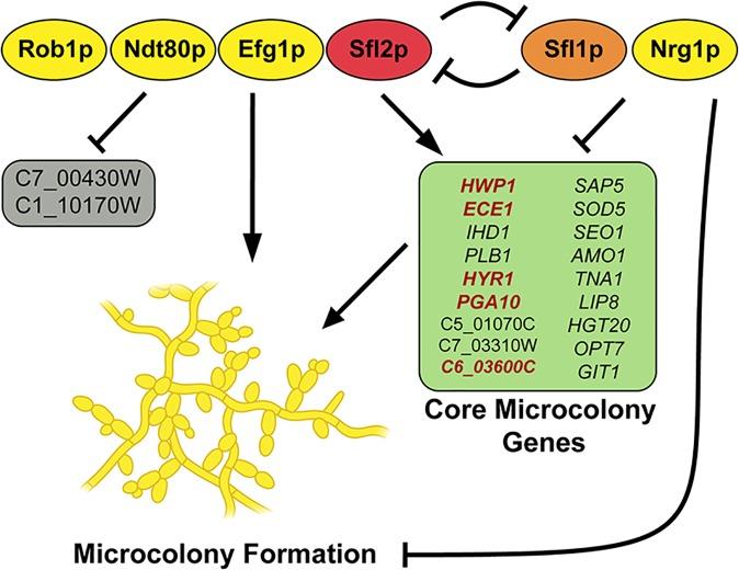 https://cdn.ncbi.nlm.nih.gov/pmc/blobs/9f0a/6173444/115bcb6c060b/ppat.1007316.g008.jpg