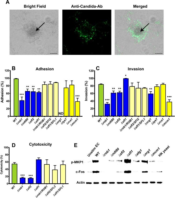 https://cdn.ncbi.nlm.nih.gov/pmc/blobs/9f0a/6173444/142b5edd3aaf/ppat.1007316.g007.jpg