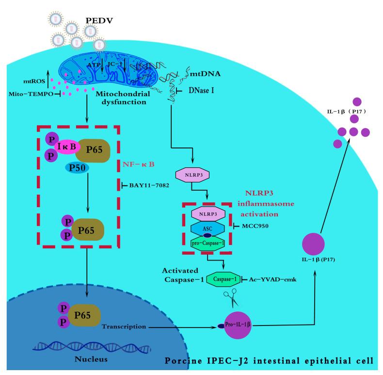 https://cdn.ncbi.nlm.nih.gov/pmc/blobs/9f10/11680147/46a6f4341ad8/vetsci-11-00643-g008.jpg