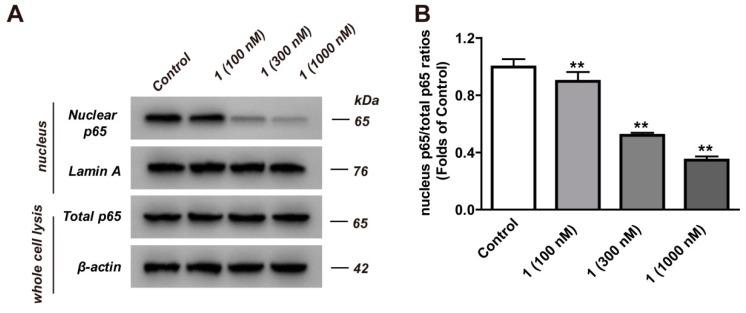 https://cdn.ncbi.nlm.nih.gov/pmc/blobs/9f11/6630431/56ca2dd5b4de/molecules-24-02246-g005.jpg