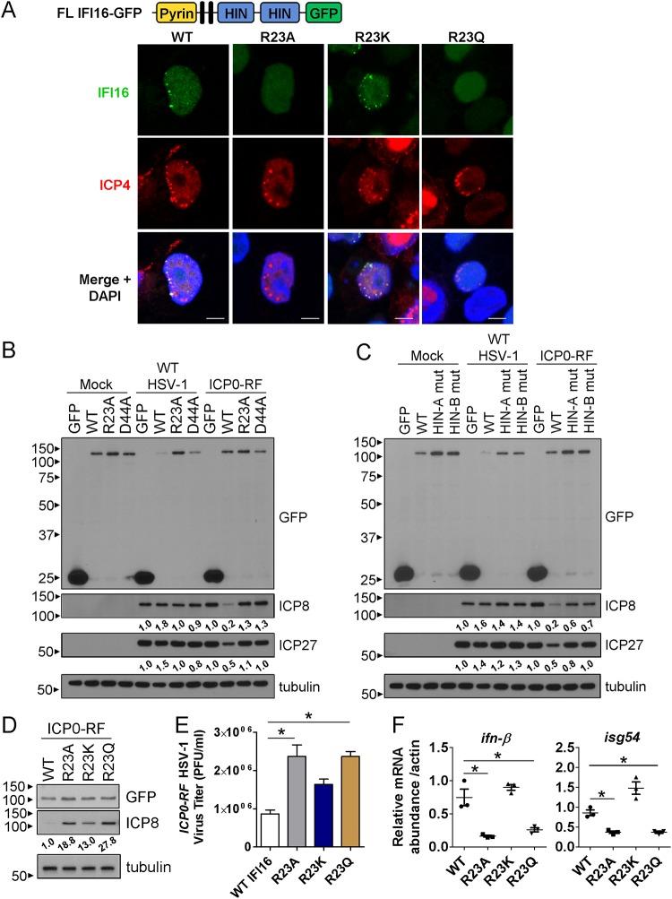 https://cdn.ncbi.nlm.nih.gov/pmc/blobs/9f15/6650555/66715cf9d0f8/mBio.01428-19-f0002.jpg