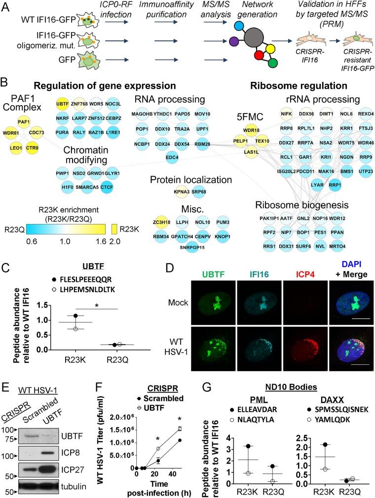 https://cdn.ncbi.nlm.nih.gov/pmc/blobs/9f15/6650555/a9ecdec68722/mBio.01428-19-f0004.jpg