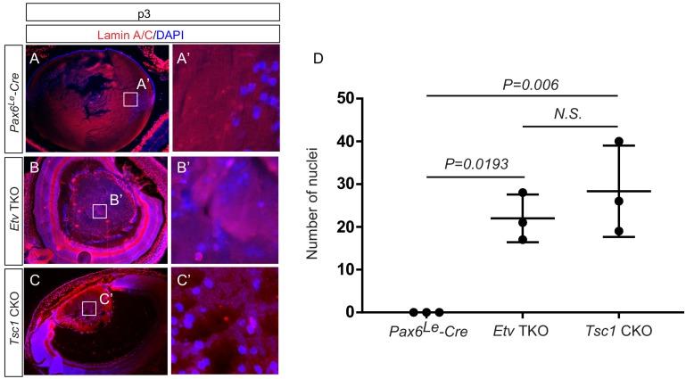 https://cdn.ncbi.nlm.nih.gov/pmc/blobs/9f18/7069720/495e516ad65e/elife-51915-fig7-figsupp1.jpg