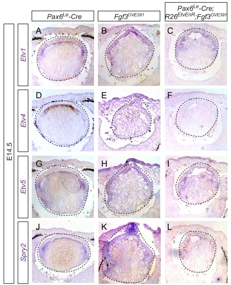 https://cdn.ncbi.nlm.nih.gov/pmc/blobs/9f18/7069720/5808ab5c7e06/elife-51915-fig5-figsupp1.jpg