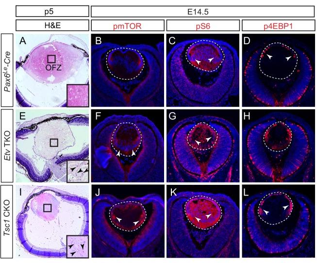 https://cdn.ncbi.nlm.nih.gov/pmc/blobs/9f18/7069720/aaec4a79f3bc/elife-51915-fig7.jpg