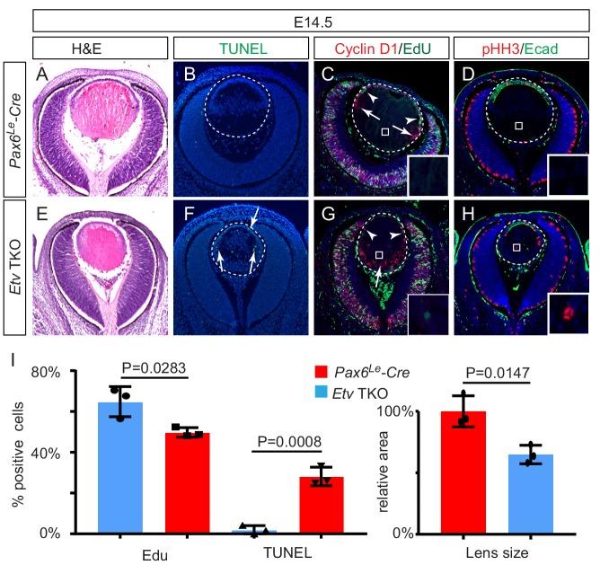 https://cdn.ncbi.nlm.nih.gov/pmc/blobs/9f18/7069720/beb744973b06/elife-51915-fig2.jpg