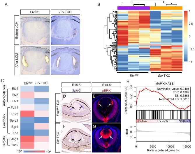 https://cdn.ncbi.nlm.nih.gov/pmc/blobs/9f18/7069720/bf2db17cb4cc/elife-51915-fig3.jpg