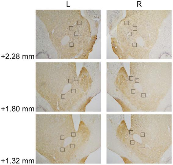 https://cdn.ncbi.nlm.nih.gov/pmc/blobs/9f19/10538645/850545614603/fnbeh-17-1252868-g003.jpg