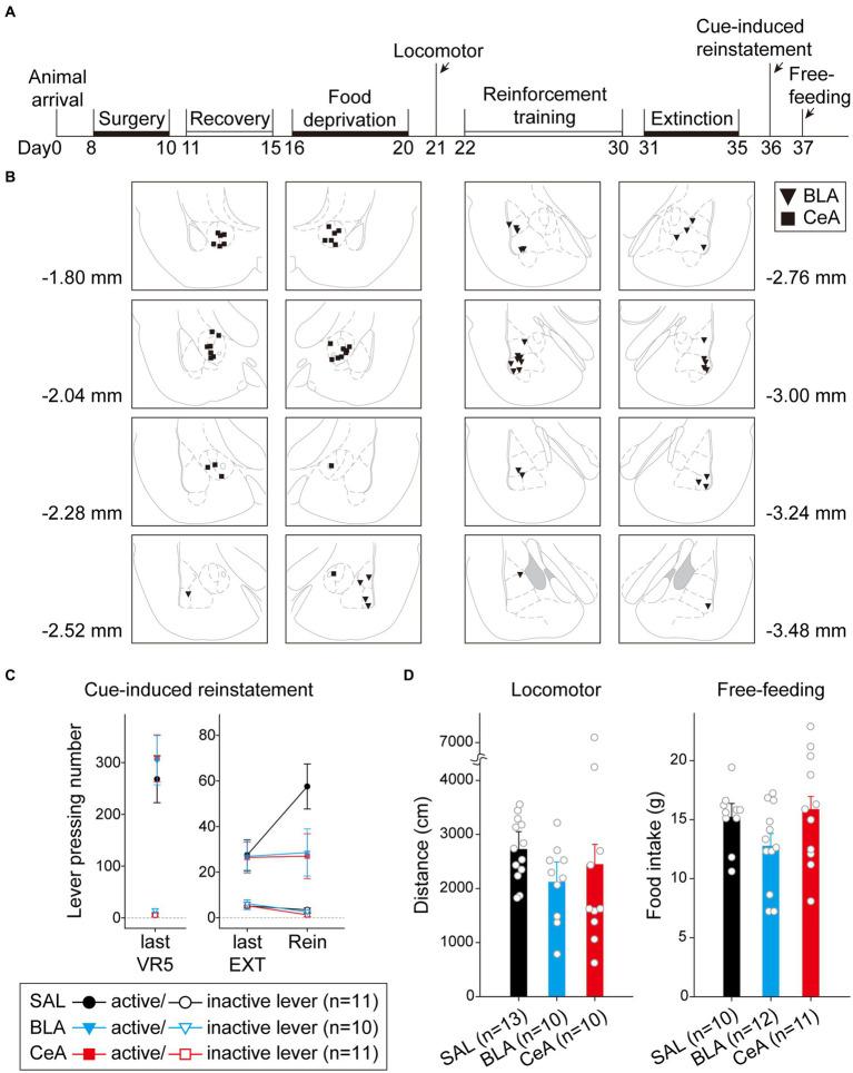https://cdn.ncbi.nlm.nih.gov/pmc/blobs/9f19/10538645/910b0773cc02/fnbeh-17-1252868-g005.jpg