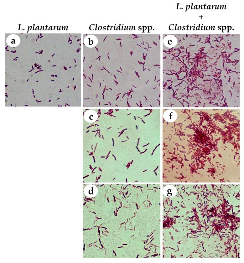 https://cdn.ncbi.nlm.nih.gov/pmc/blobs/9f19/6412307/49e2391711c4/nutrients-11-00448-g002.jpg