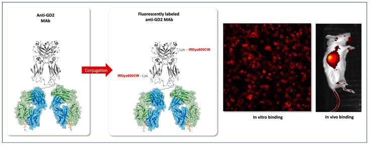 https://cdn.ncbi.nlm.nih.gov/pmc/blobs/9f1a/10931077/bd7c6d8f81b9/cancers-16-01045-g001.jpg