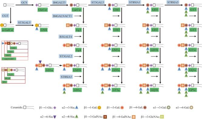 https://cdn.ncbi.nlm.nih.gov/pmc/blobs/9f1d/5943571/224764a8e89d/fphys-09-00466-g001.jpg