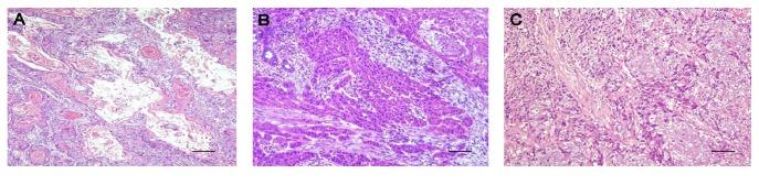 https://cdn.ncbi.nlm.nih.gov/pmc/blobs/9f20/5379089/81f051ef95f5/TSWJ2017-2721367.003.jpg