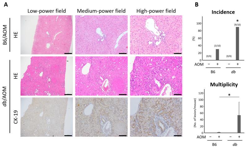 https://cdn.ncbi.nlm.nih.gov/pmc/blobs/9f25/10572168/4097c040ab71/ijms-24-14581-g002.jpg