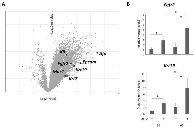 https://cdn.ncbi.nlm.nih.gov/pmc/blobs/9f25/10572168/f3accff191e0/ijms-24-14581-g003.jpg