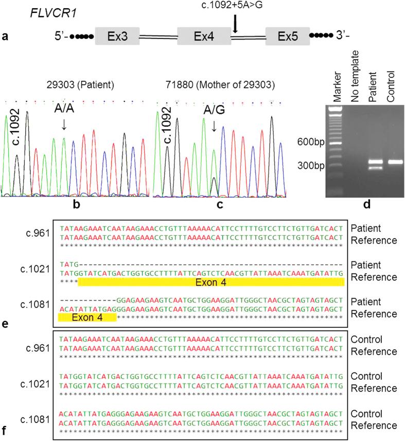 https://cdn.ncbi.nlm.nih.gov/pmc/blobs/9f25/4926080/ccd8049770c6/srep28755-f5.jpg