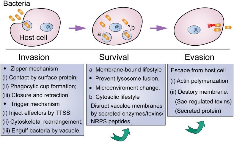 https://cdn.ncbi.nlm.nih.gov/pmc/blobs/9f26/7192003/aa53776d1dcd/fmicb-11-00563-g001.jpg