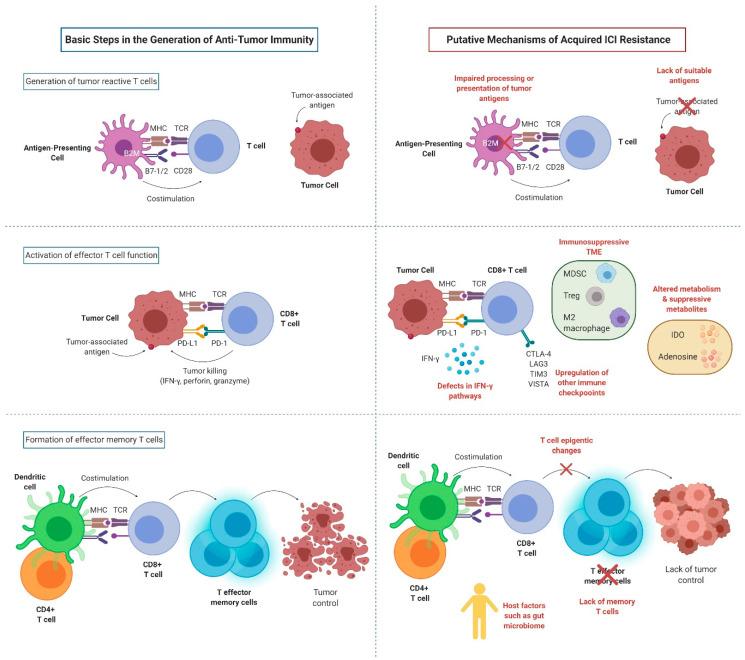 https://cdn.ncbi.nlm.nih.gov/pmc/blobs/9f26/7767234/4a98909a8a97/cancers-12-03851-g002.jpg