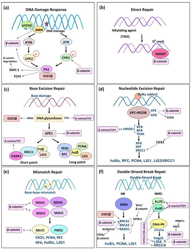 https://cdn.ncbi.nlm.nih.gov/pmc/blobs/9f2b/11851563/1eb2d5b55d3b/biology-14-00185-g002.jpg