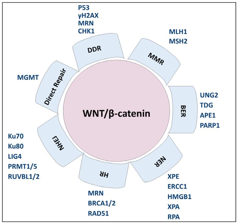 https://cdn.ncbi.nlm.nih.gov/pmc/blobs/9f2b/11851563/f2b01aa1fa02/biology-14-00185-g003.jpg
