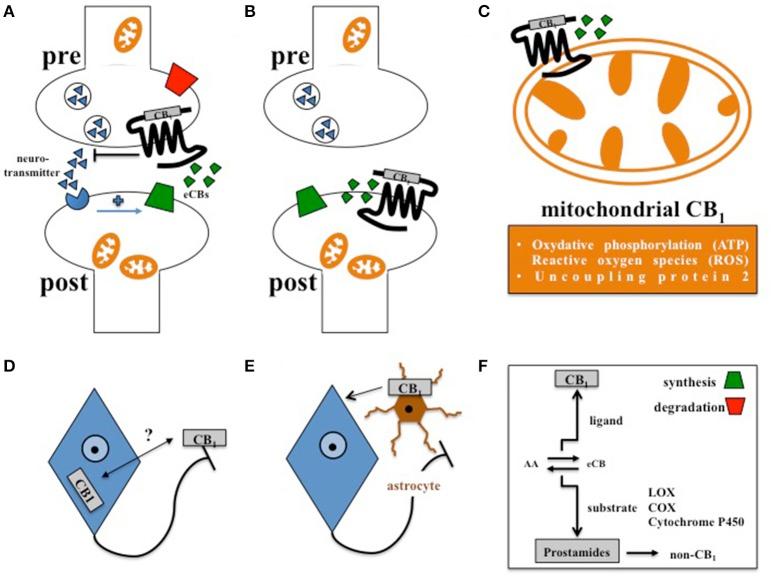 https://cdn.ncbi.nlm.nih.gov/pmc/blobs/9f2f/5442223/a48731991146/fnins-11-00293-g0001.jpg