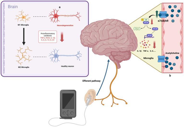https://cdn.ncbi.nlm.nih.gov/pmc/blobs/9f37/10927744/2d528c7877ce/fnagi-16-1334887-g002.jpg