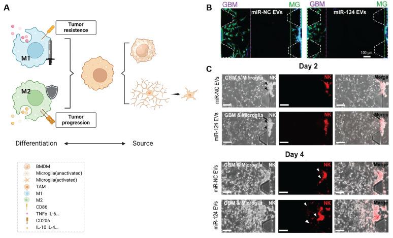 https://cdn.ncbi.nlm.nih.gov/pmc/blobs/9f39/12203814/0046a7009929/thnov15p6983g003.jpg