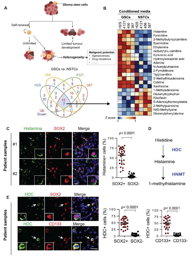 https://cdn.ncbi.nlm.nih.gov/pmc/blobs/9f39/12203814/cc106b4e40a8/thnov15p6983g002.jpg