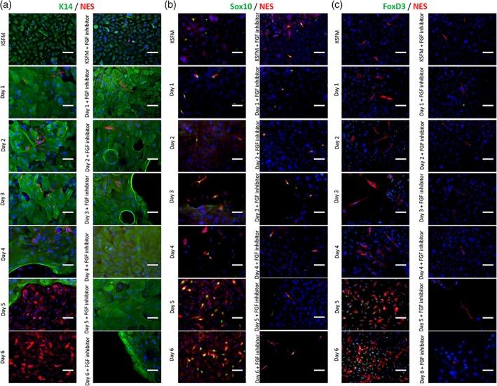 https://cdn.ncbi.nlm.nih.gov/pmc/blobs/9f39/6195909/62c59bca537d/BTM2-3-256-g007.jpg