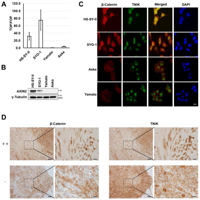 https://cdn.ncbi.nlm.nih.gov/pmc/blobs/9f3a/7281028/6664c4616e79/cancers-12-01258-g001.jpg