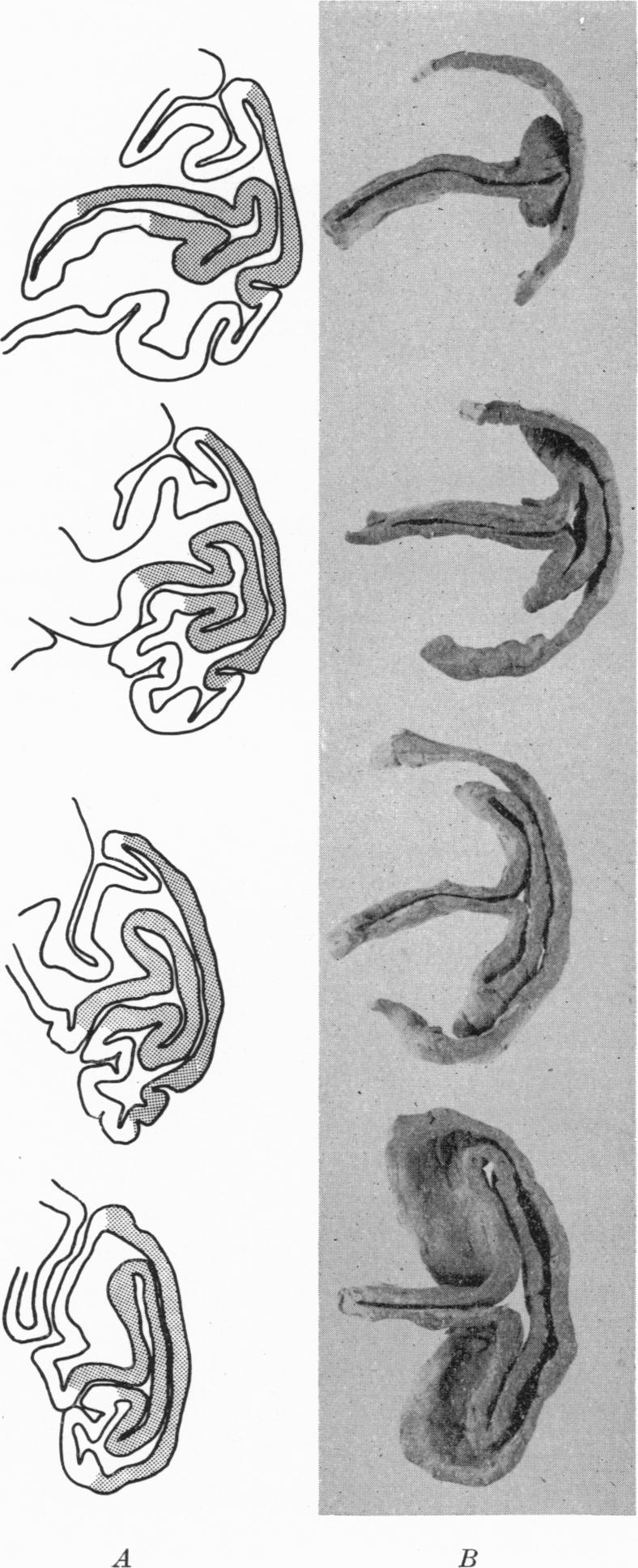 https://cdn.ncbi.nlm.nih.gov/pmc/blobs/9f3b/1359500/6967273f2efb/jphysiol01253-0024-a.jpg